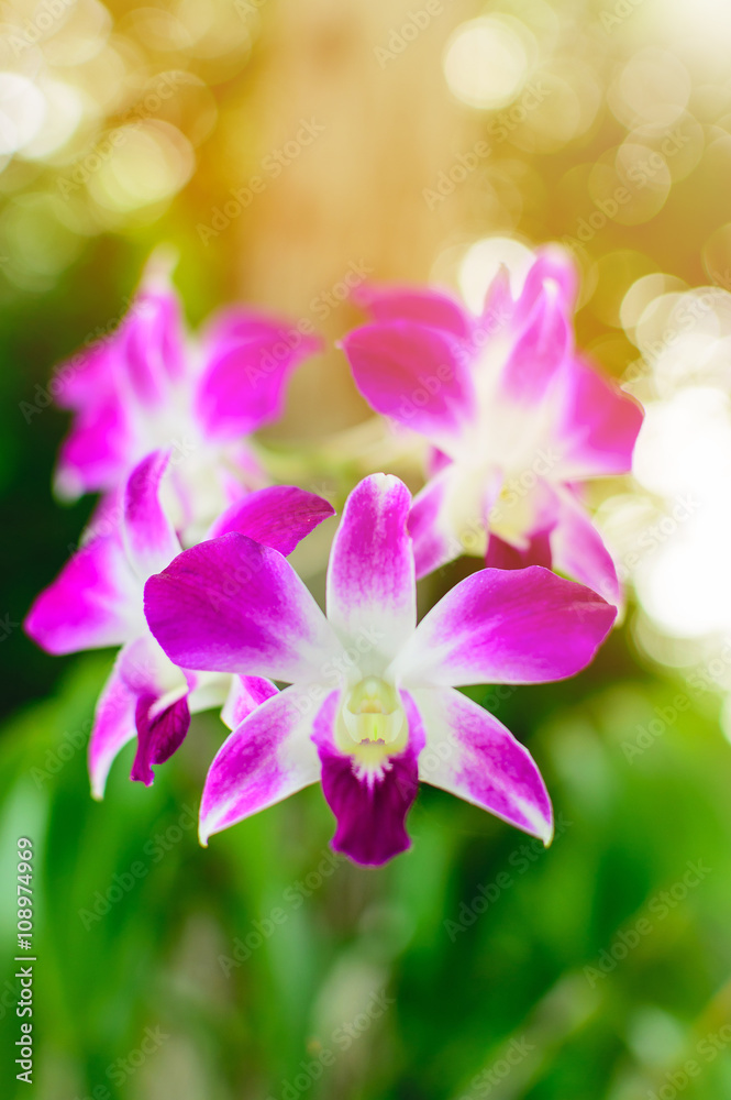 Beautiful Purple Dendrobium orchid flower in the orchid garden.