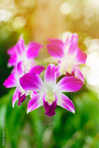 Beautiful Purple Dendrobium orchid flower in the orchid garden.