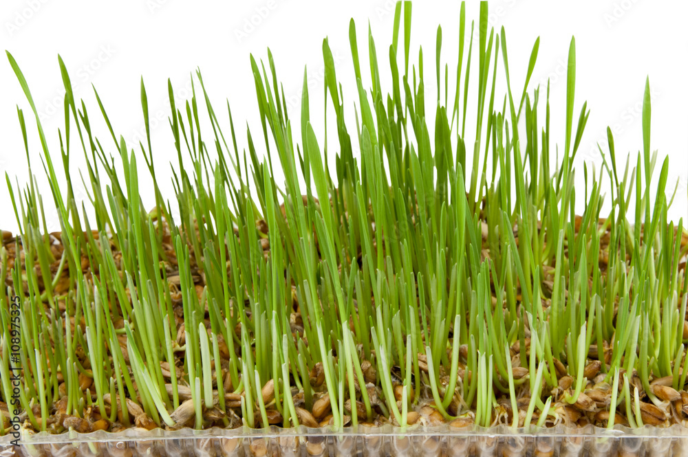 Fototapeta premium germinated wheat germ