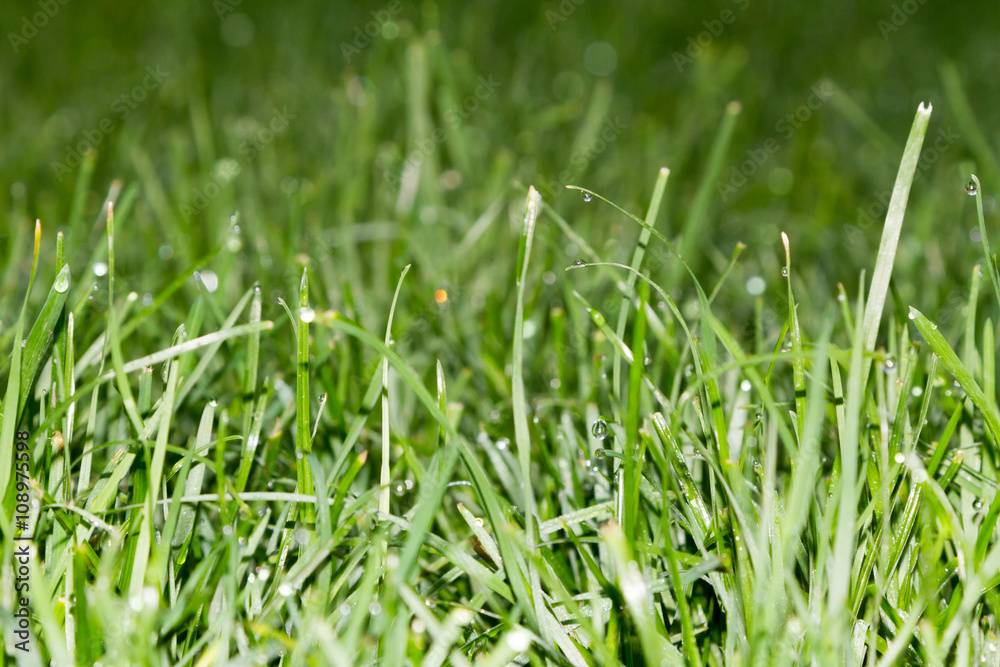 Morning dew on the grass Morning dew on the grass