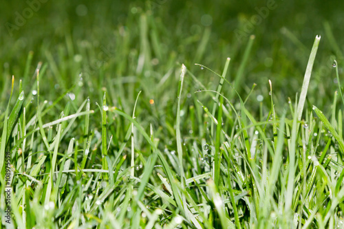 Morning dew on the grass