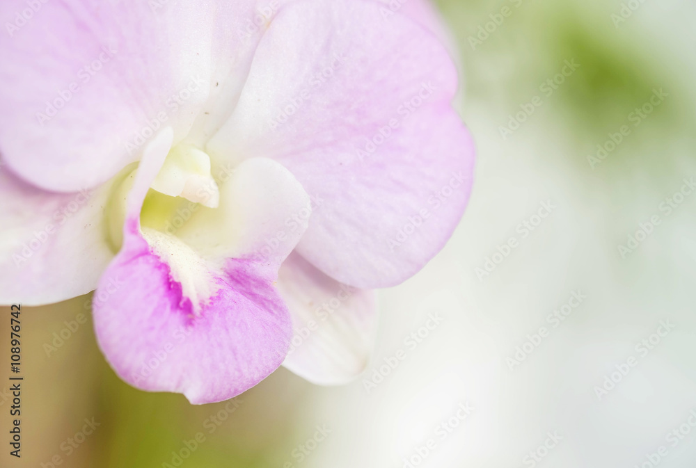 Obraz premium Closeup purple orchid flower on blurred background