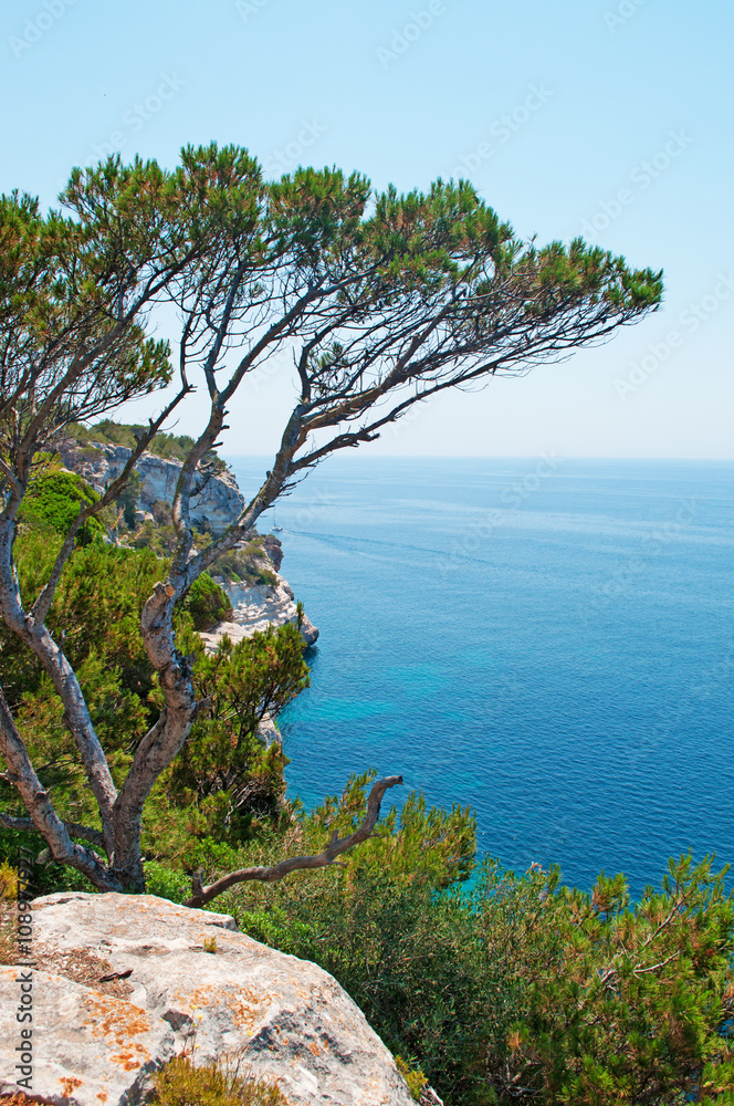Minorca, isole Baleari, Spagna: alberi della macchia mediterranea a Cala Galdana il 7 luglio 2013