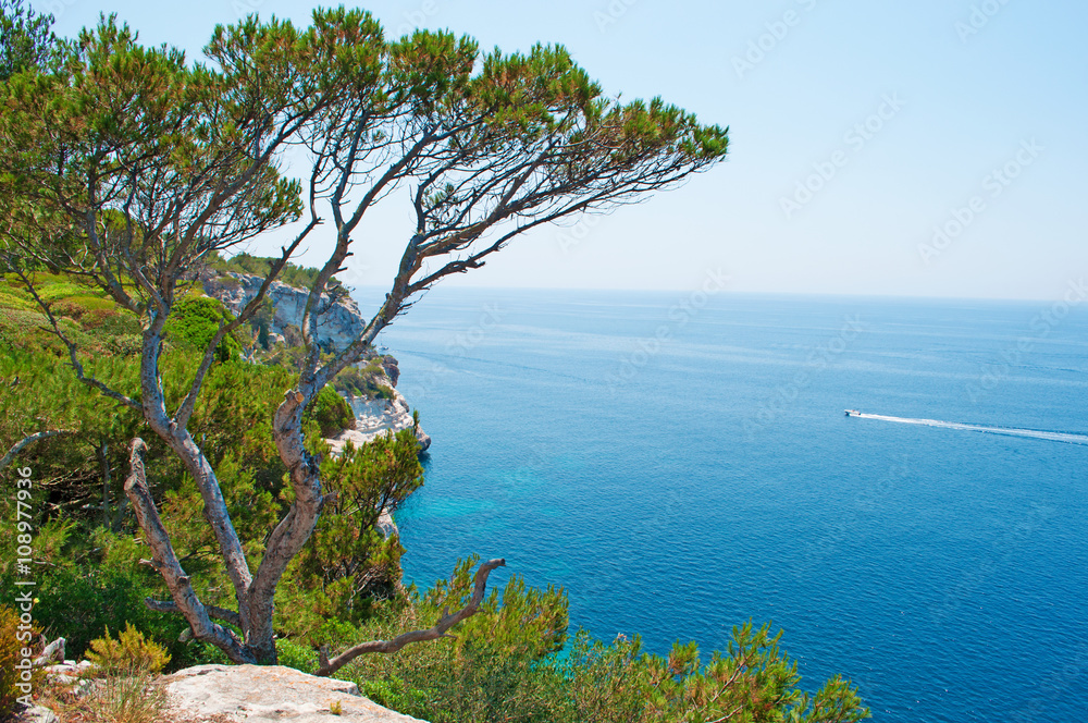 Minorca, isole Baleari, Spagna: alberi della macchia mediterranea a Cala Galdana il 7 luglio 2013
