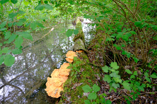 Faulholz in Biotop photo