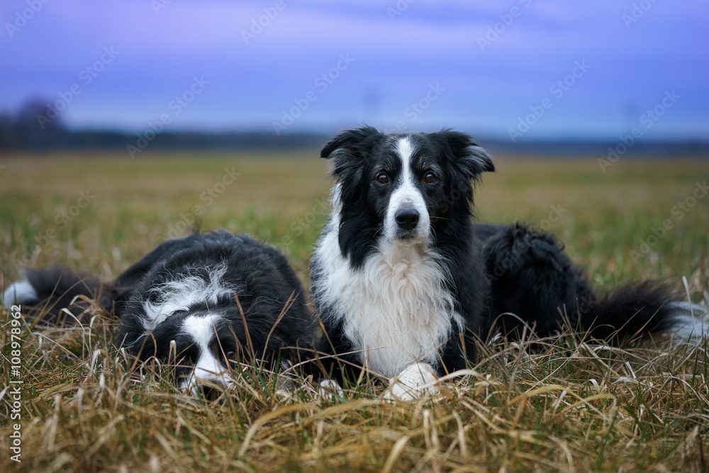 Border Collies