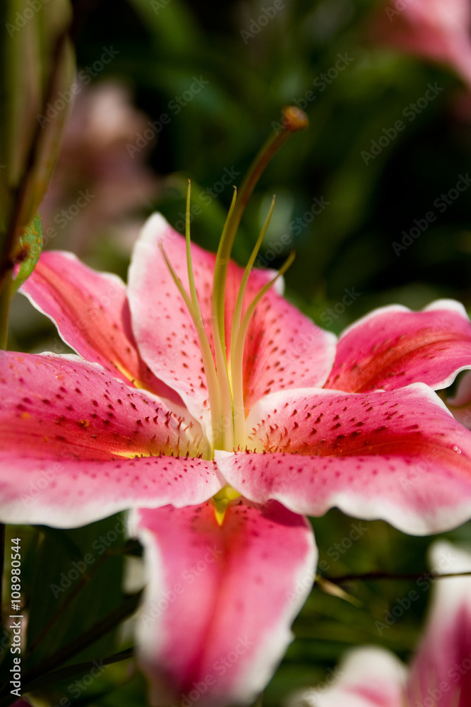 Zephyranthes flower. Common names for species in this genus include fairy lily, rainflower, zephyr lily, magic lily, Atamasco lily, and rain lily Zephyranthes flower. Common names for species in this genus include fairy lily, rainflower, zephyr lily, magic lily, Atamasco lily, and rain lily