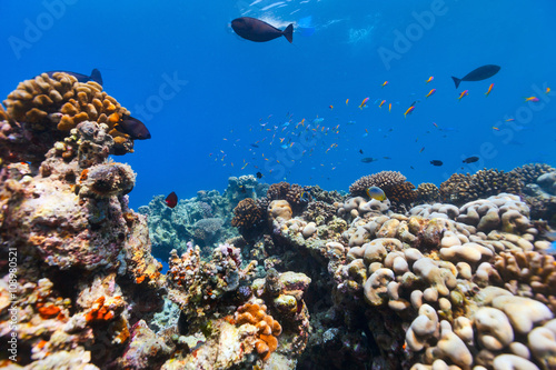Fototapeta Naklejka Na Ścianę i Meble -  Coral reef underwater