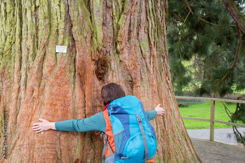 Unfassbar der Umfang eines Bergmammutbaumes  photo