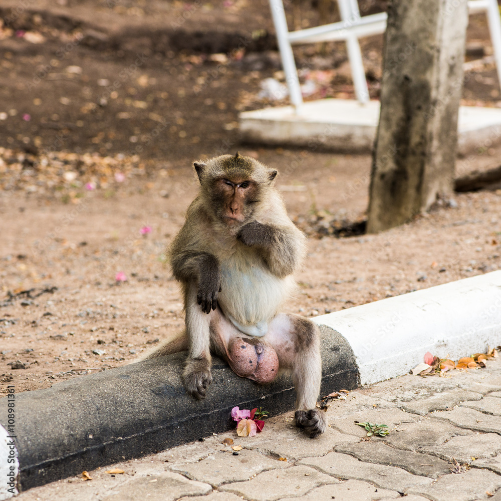 monkey resting on the side of the road,waiting for some food.