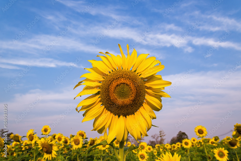 Beautiful Big Sunflowers blooming against a blue sky,yellows flo Beautiful Big Sunflowers blooming against a blue sky,yellows flo