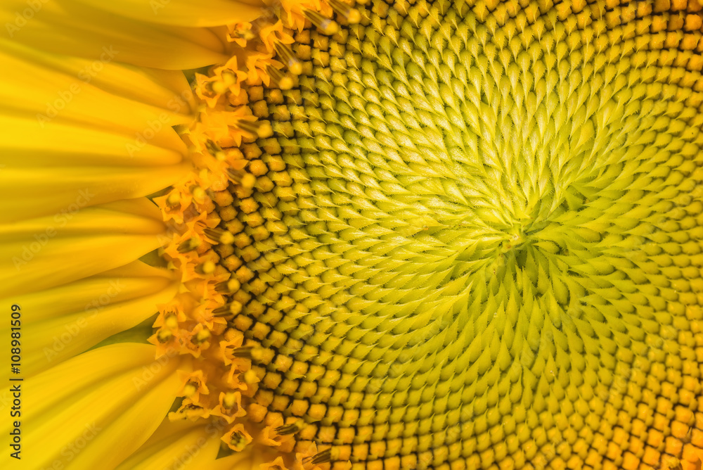 Close-up of Sunflowers blooming Close-up of Sunflowers blooming