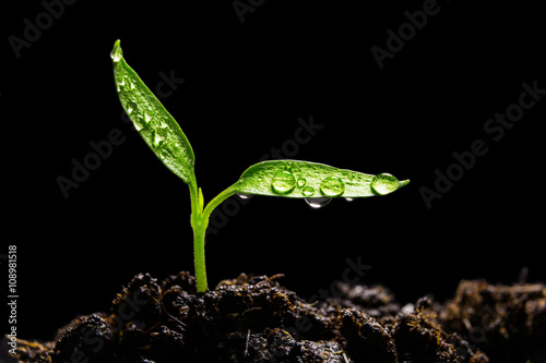Seedling with water droplets