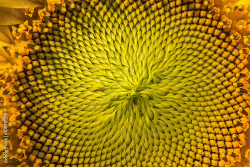Close-up of Sunflowers blooming