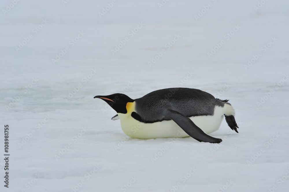 Fototapeta premium Emperor Penguins with chick