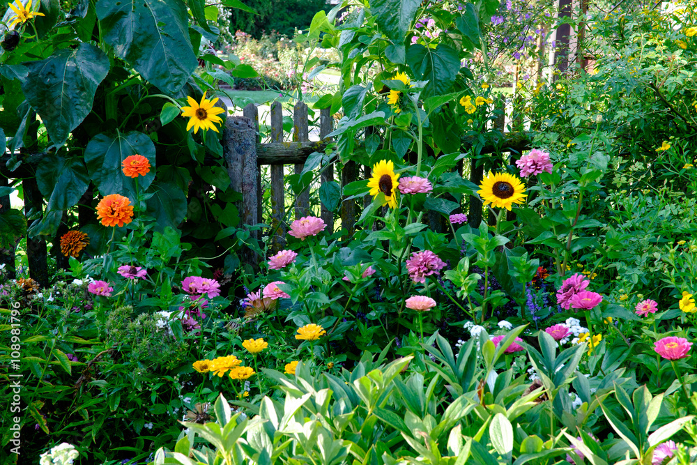 Fototapeta premium romantischer Bauerngarten im Sommer mit Zinnien und Sonnenblumen am Gartenzaun, üppiges Grün und strahlende, leuchtende Blüten