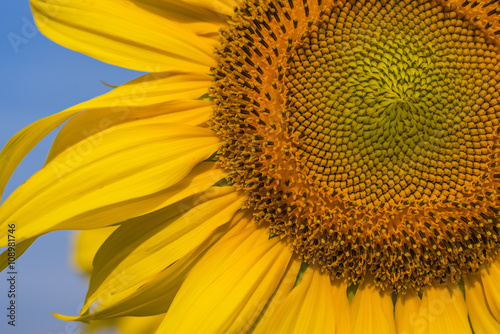 Close-up of Sunflowers blooming against a blue sky