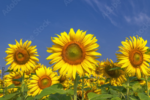 Beautiful Big Sunflowers blooming against a blue sky yellows flo