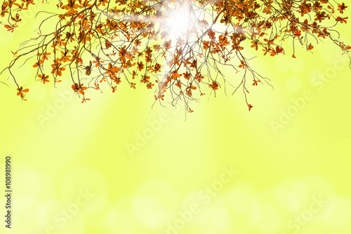 Branch of tree with blurred light bokeh
