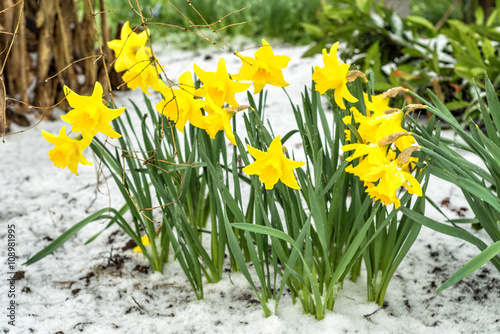 Daffodil flower bunch in April snow