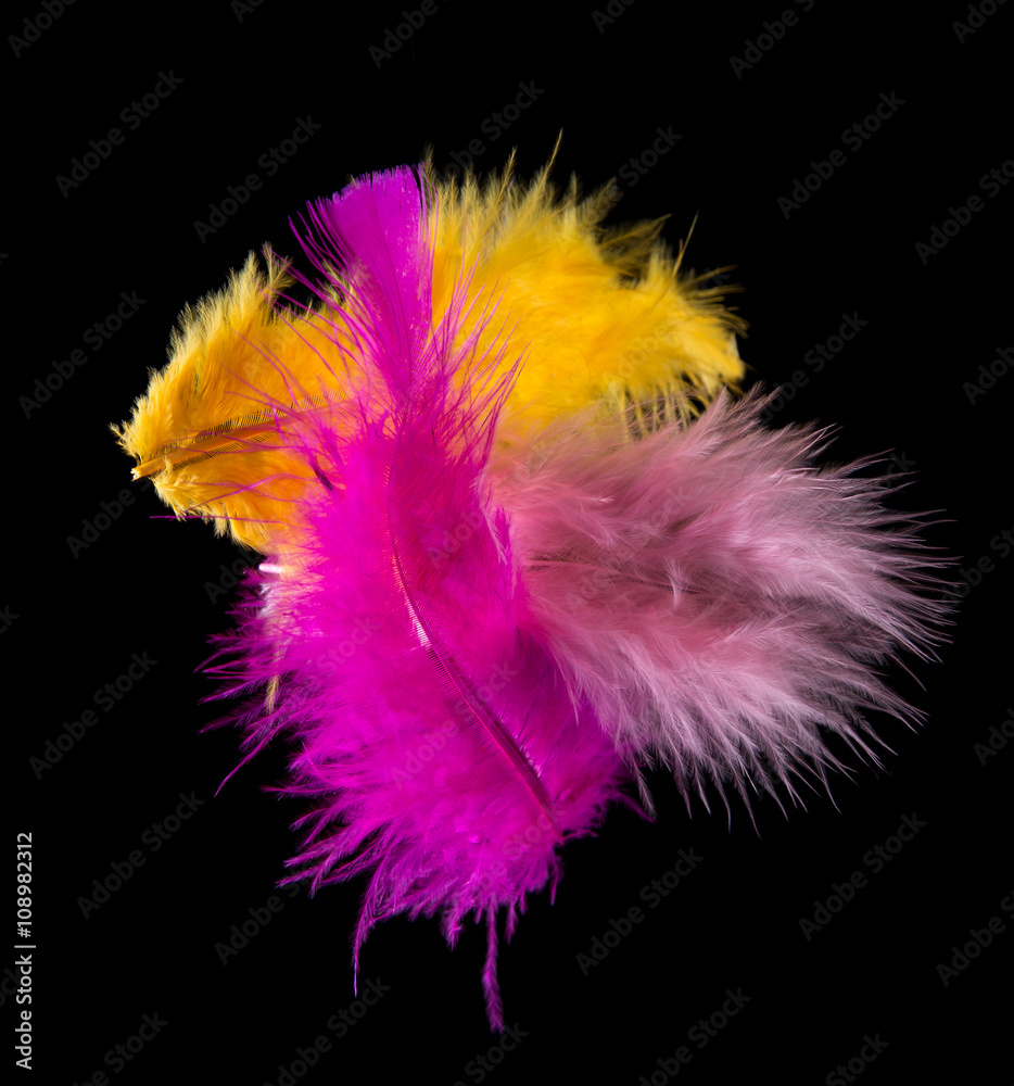 Obraz premium Colored Feathers isolated on black background
