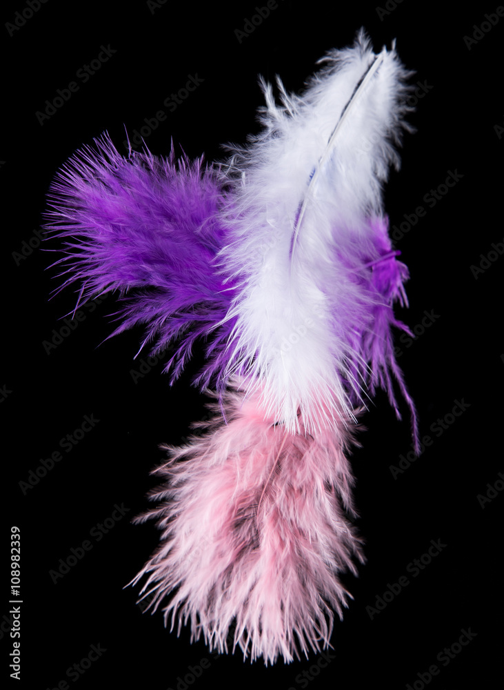 Obraz premium Colored Feathers isolated on black background