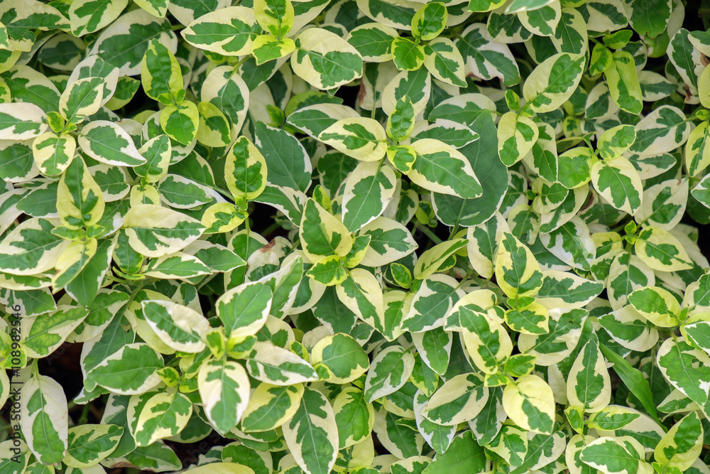Leaf background / Green and white leaves background. Ficus benjamina L. var.variegata ‘Mini – rubber’ : MORACEAE Leaf background / Green and white leaves background. Ficus benjamina L. var.variegata ‘Mini – rubber’ : MORACEAE