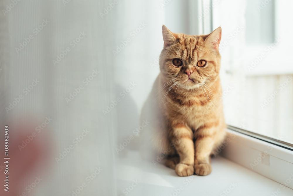 Sad Big orange cat sitting near window and wait for his food. lifestyle photo. 
