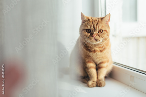 Sad Big orange cat sitting near window and wait for his food. lifestyle photo. 