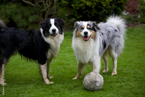 Aussies spielen mit Fu  ball