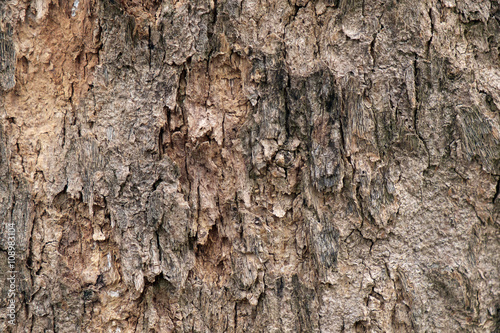 Bark of tree / Abstract background texture of tree.