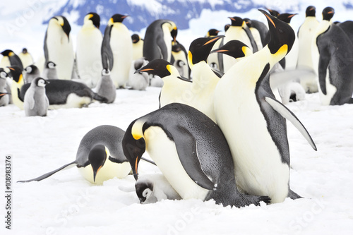 Emperor Penguins with chick