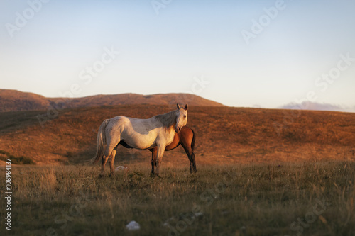 Two horses, mare and foal