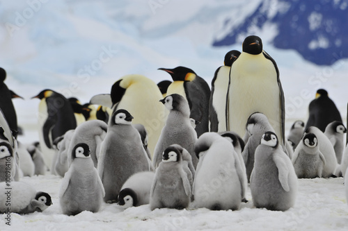 Emperor Penguins with chick