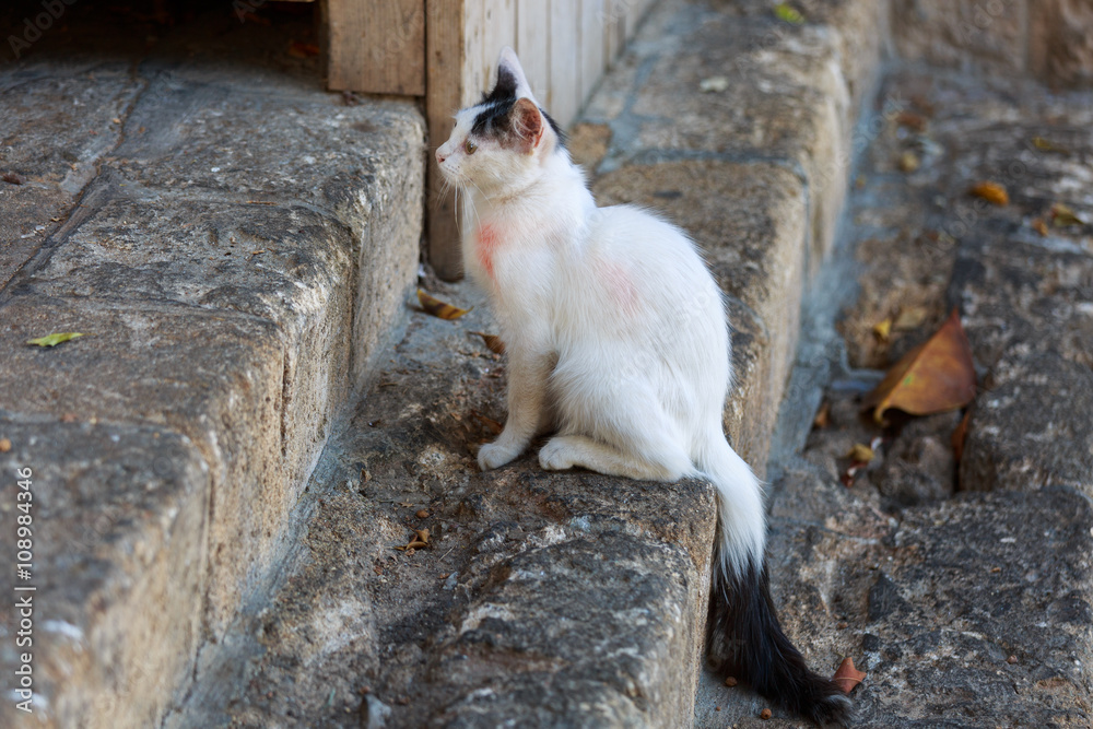Fototapeta premium One young homeless cat