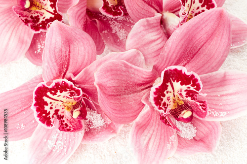 Fototapeta Naklejka Na Ścianę i Meble -  Orchid flowers