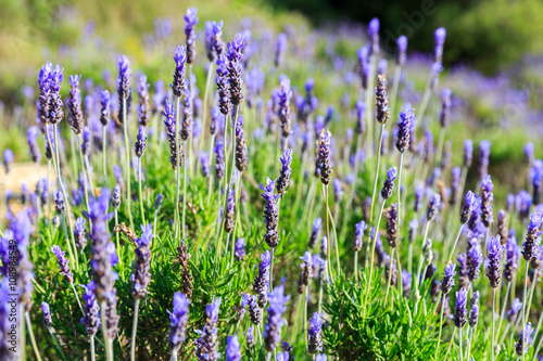 Bright blue lavender flowers