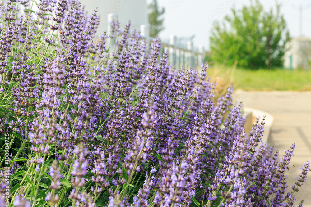 Obraz premium Bush of sage desert