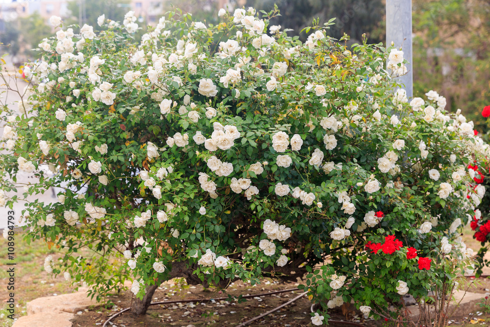 White ripe roses