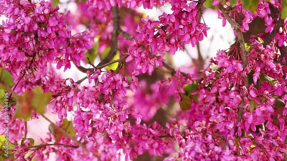 Closeup of Judas tree (Cercis siliquastrum) with flowers