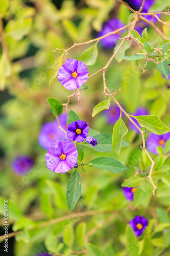 Blue flowers with yellow center