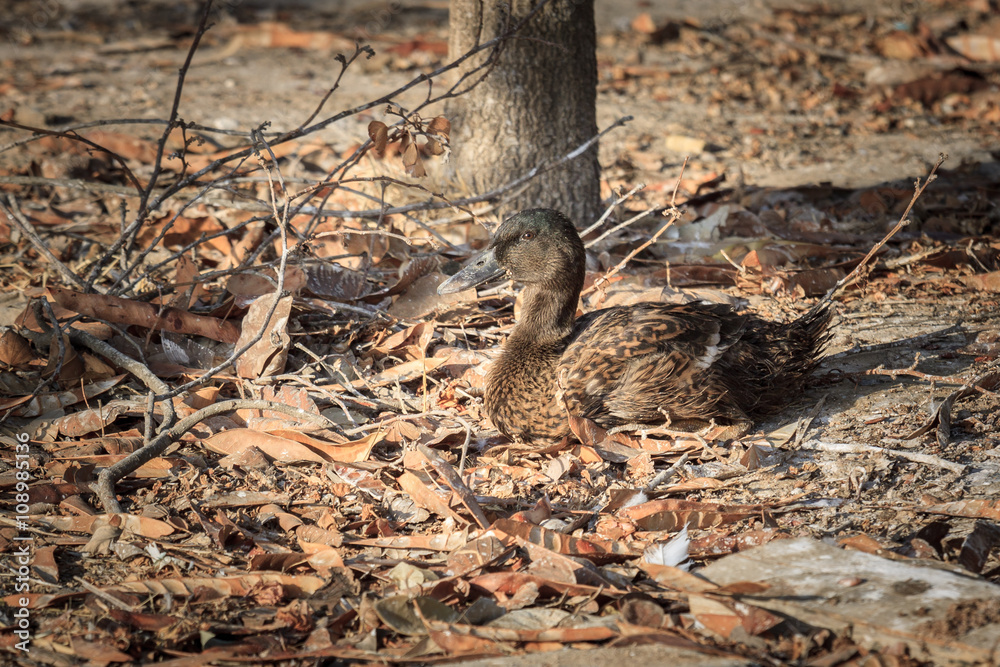 One wild duck under tree One wild duck under tree