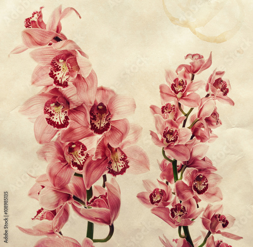 Fototapeta Naklejka Na Ścianę i Meble -  Vintage background with orchid flowers