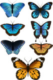 A set of beautiful butterflies, vector
