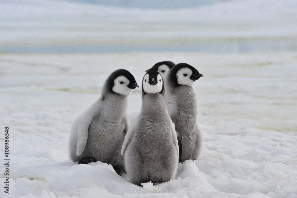 Obraz premium Emperor Penguins chicks