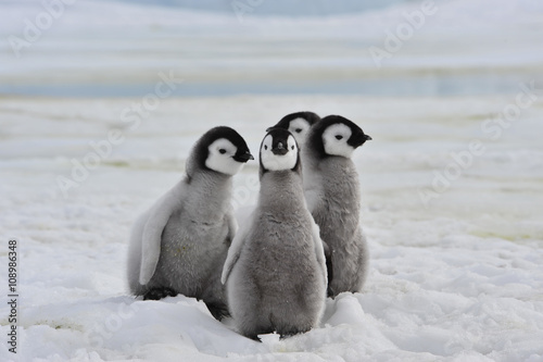 Emperor Penguins  chicks