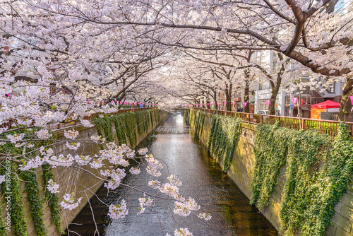 Cherry blossom lined Meguro Canal in Tokyo, Japan.