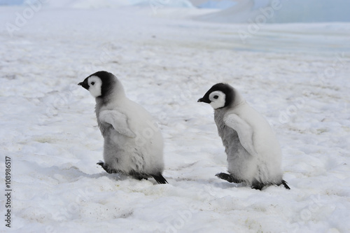 Emperor Penguins  chicks © Silver