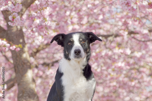 Cute black and white dog enjoy the beautiful cherry bloom