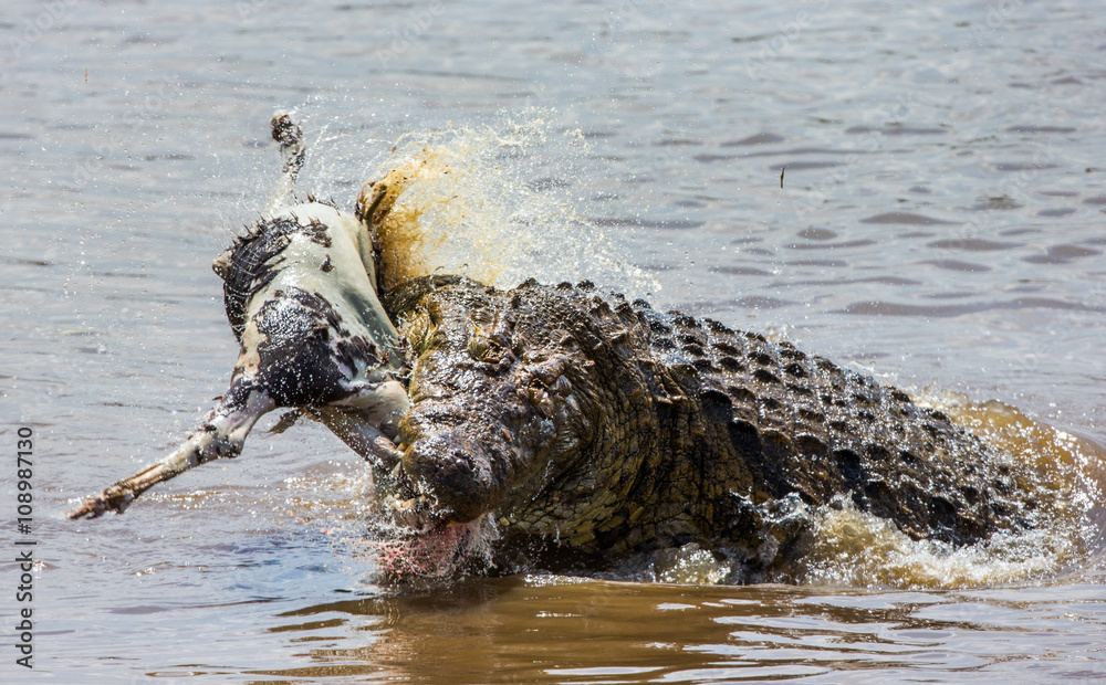 Naklejka premium Crocodile eats a wildebeest in the Mara river. Kenya. Maasai Mara. Africa. An excellent illustration.